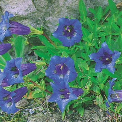 Picture of Gentiana Acaulis