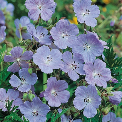 Picture of Geranium Pratense (Meadow Crane’s Bill)