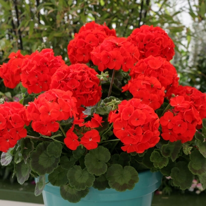 Picture of Geranium Landscaper Red F1