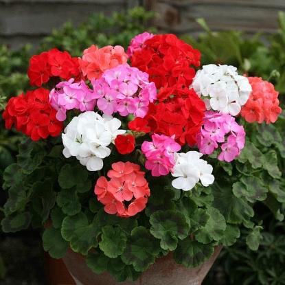 Picture of Geranium Cabaret Mixed F2