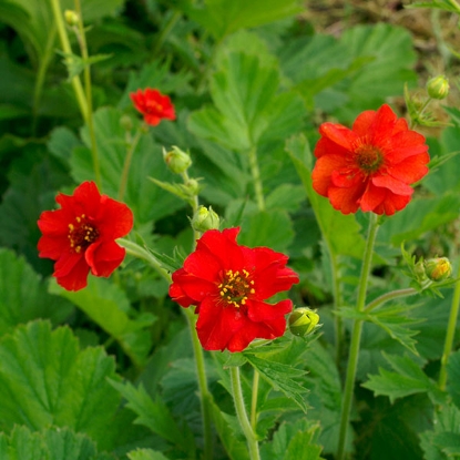 Picture of Geum  Mrs Bradshaw