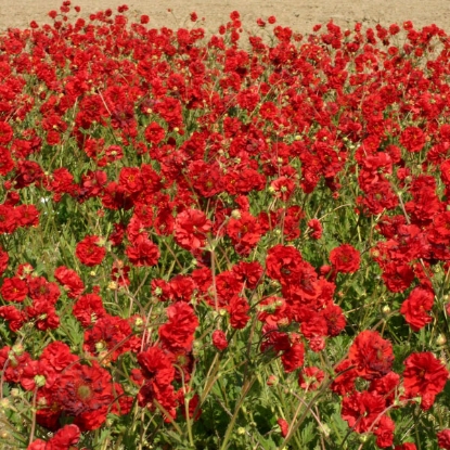 Picture of Geum  flora pelna Blazing Sunset