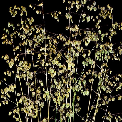 Picture of Briza media (Quaking Grass) P