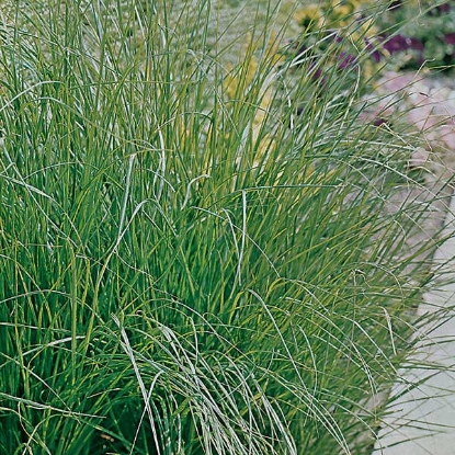 Picture of Stipa capillata (Bridal Veil)