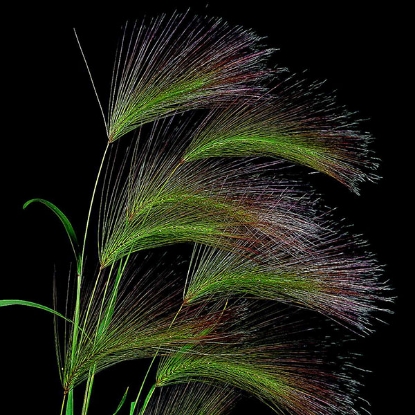 Picture of Hordeum jubatum (Squirreltail Grass)