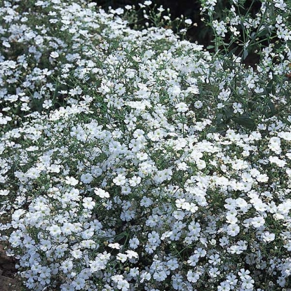 Picture of Gypsophila  Covent Garden