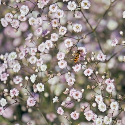 Picture of Gypsophila Pacifica