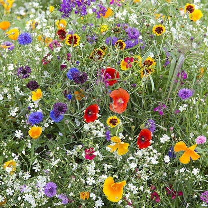 Picture of Hardy Annuals  Early Flowering Mix