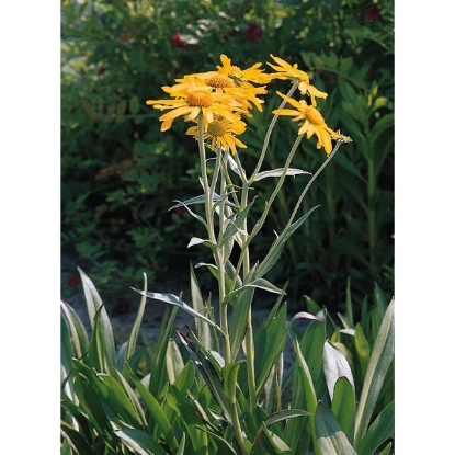 Picture of Helenium hoopesii (Sneezeweed)