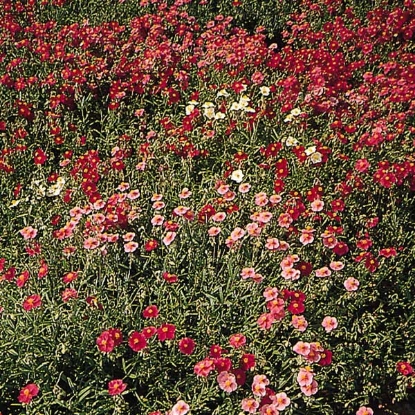 Picture of Helianthemum  Crown Mixed (Rock Rose)