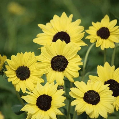 Picture of Sunflower debilis  Soluna Lemon PPP A.Helianthus annuus B.GB40557 C.Lot pk D.GB