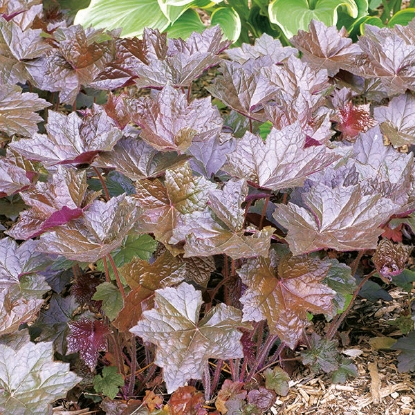 Picture of Heuchera  Bressingham Hybrids