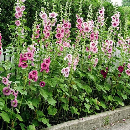 Picture of Hollyhock  Single Mixed