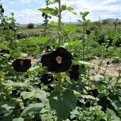 Picture of Hollyhock  Black