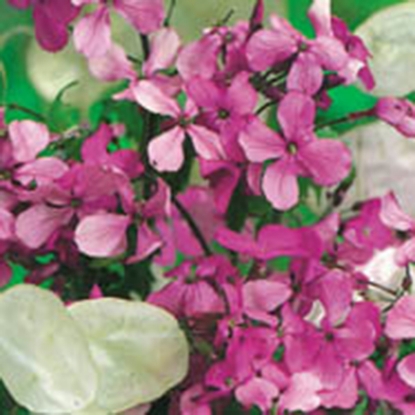 Picture of Honesty  Fine Mixed (Lunaria annua)(Money Plant)