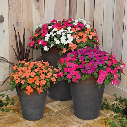 Picture of Impatiens  Lollipop Mix F1