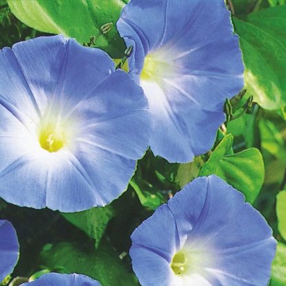 Picture of Ipomoea  Heavenly Blue