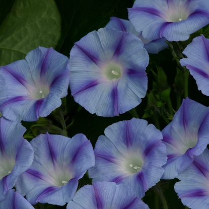 Picture of Ipomoea purpurea Dacapo Light Blue