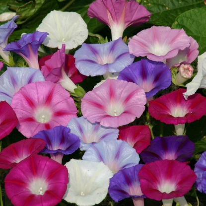 Picture of Ipomoea  purpurea Lazy Luxe Mixed