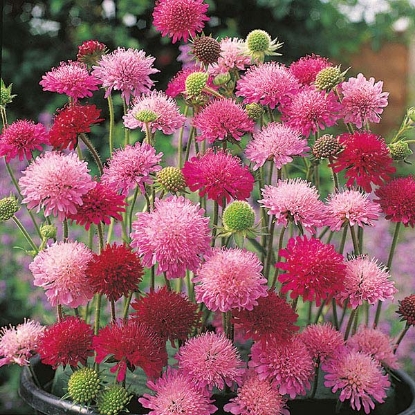 Picture of Knautia  Melton Pastels