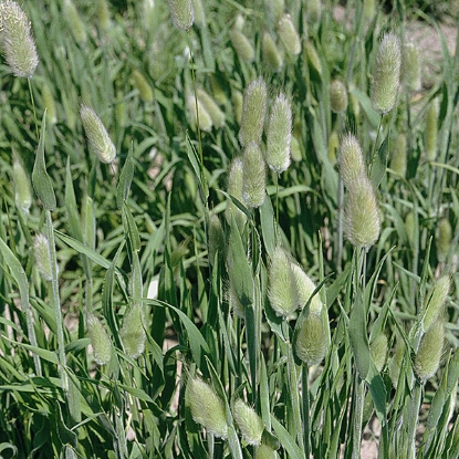 Picture of  Lagurus  Ovatus (Hares Tail Grass)