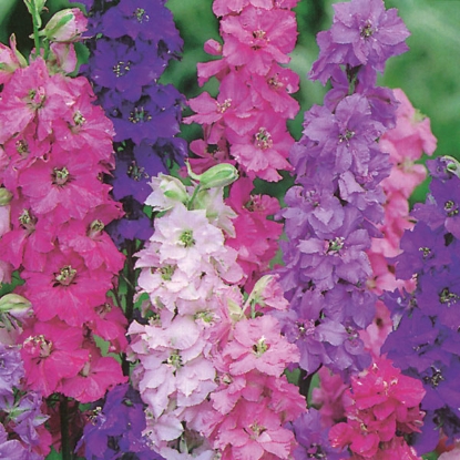 Picture of Larkspur  Dwarf Double Mixed