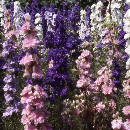 Picture of Larkspur  Giant Hyacinth Flowered