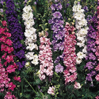 Picture of Larkspur  Giant Imperial Mixed