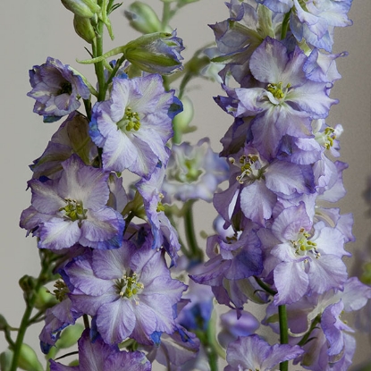 Picture of Larkspur  Fancy Purple Picotee