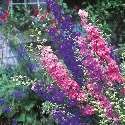 Picture of Larkspur  Sublime Mix