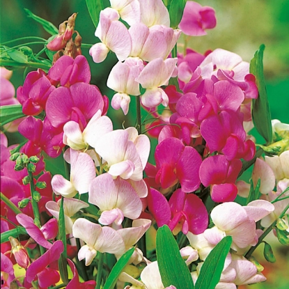 Picture of Sweet Pea  Lathyrus latifolius Mix (Everlasting Sweet Pea)