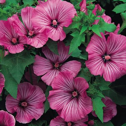 Picture of Lavatera  Loveliness