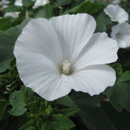 Picture of Lavatera  Mont Blanc