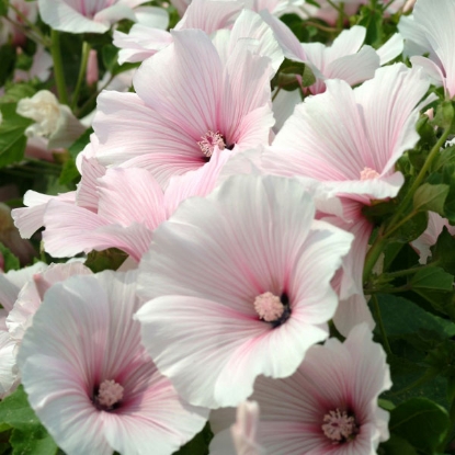 Picture of SALE - Lavatera  Dwarf Pink Blush