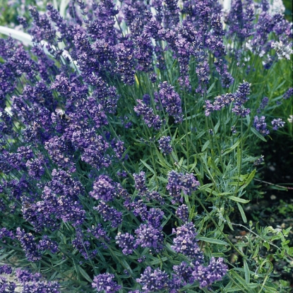 Picture of Lavender  Munstead Dwarf.