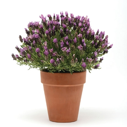 Picture of Lavender  Bandera Purple