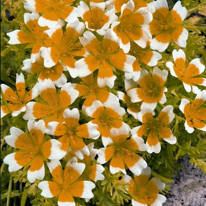 Picture of Limnanthes Douglasii