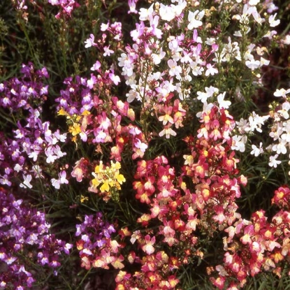 Picture of Linaria  Fairy Bouquet