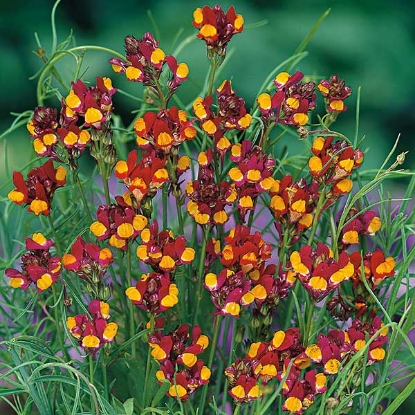 Picture of Linaria  Spanish Dancer