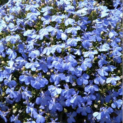 Picture of Lobelia  Cambridge Blue