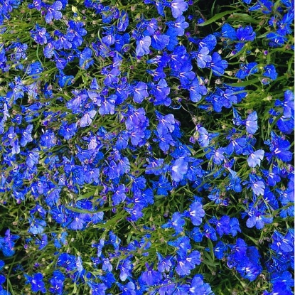 Picture of SALE - Lobelia  Cobalt Blue