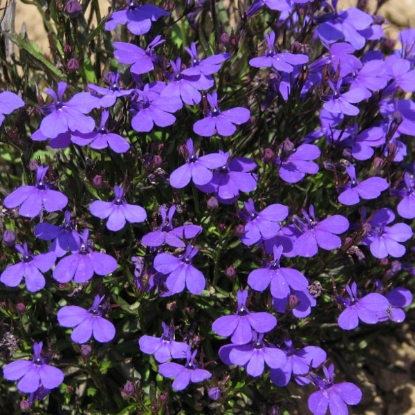 Picture of Lobelia  Crystal Palace