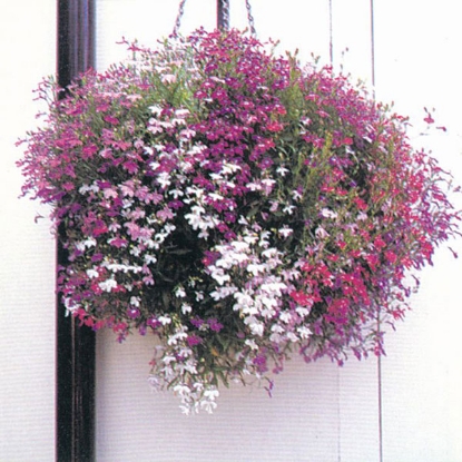 Picture of SALE - Lobelia  Fountains Mixed - Kings Seeds