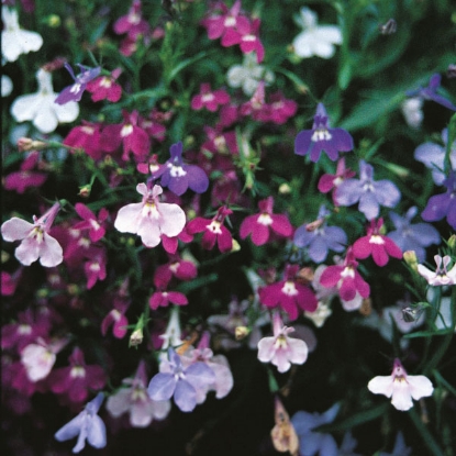 Picture of Lobelia  Pendula Cascade