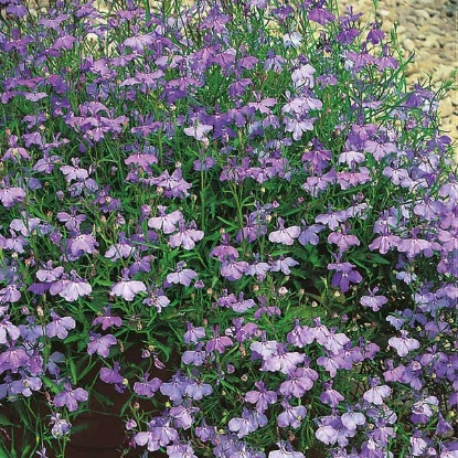 Picture of Lobelia  pendula Sapphire