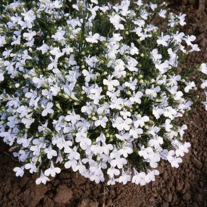 Picture of Lobelia White Lady