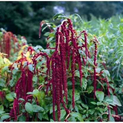 Picture of Love Lies Bleeding  Caudatus