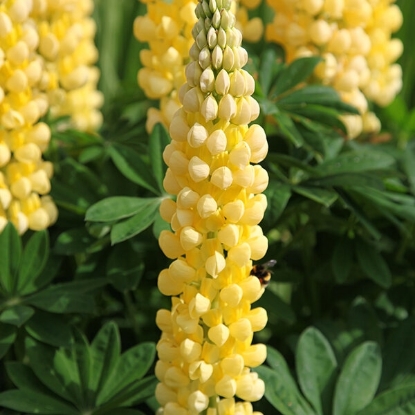 Picture of Lupin  Russell Chandelier - Yellow