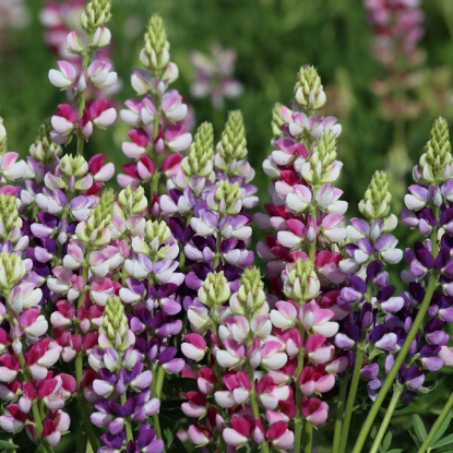 Picture of Lupin  hartwegii Avalune Bicolour Mix