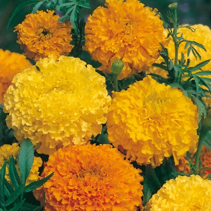 Picture of Marigold  Sunset Giants